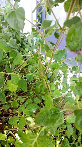 IMG_20171006_125856.JPG