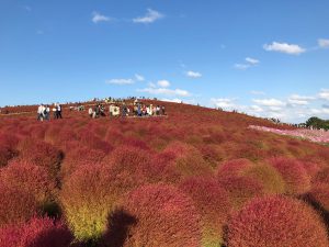 植栽コキア