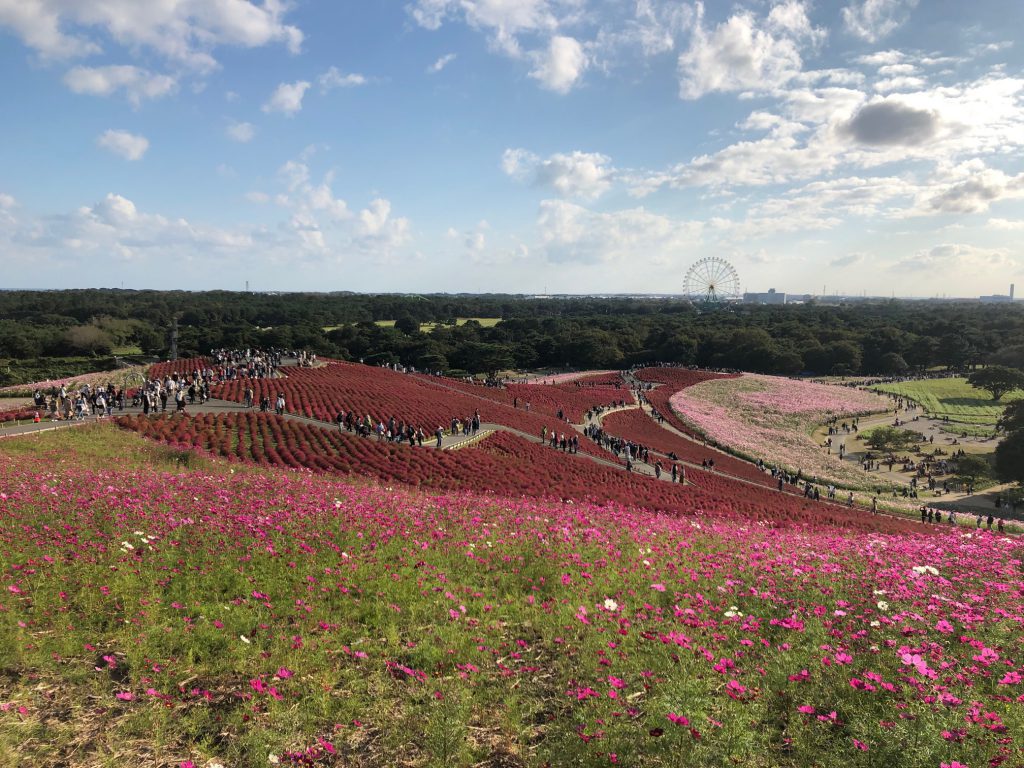 植栽コスモス