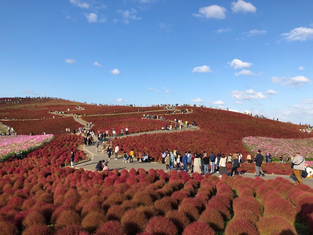 植栽コキア