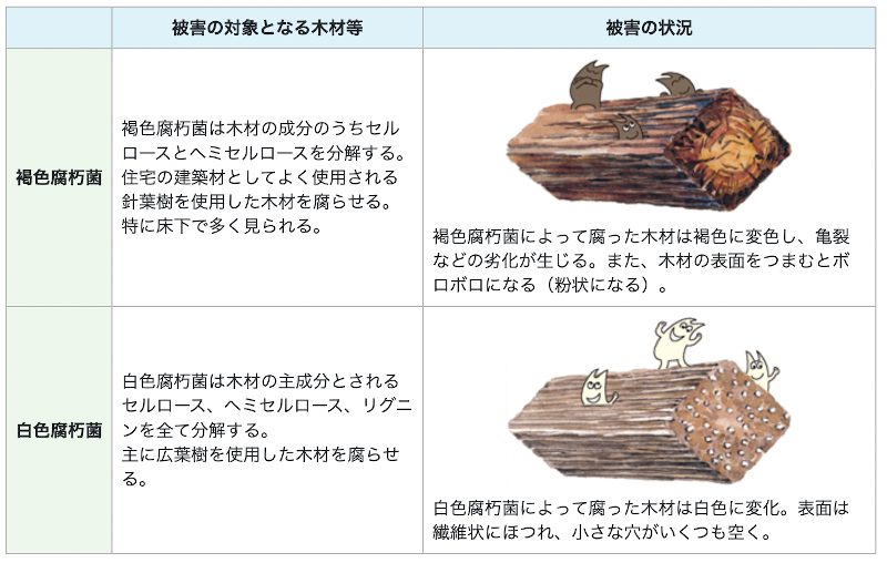 木材腐食の原因