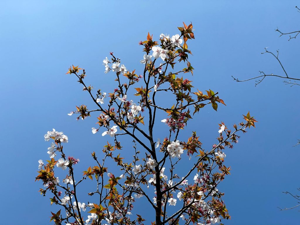 寒桜