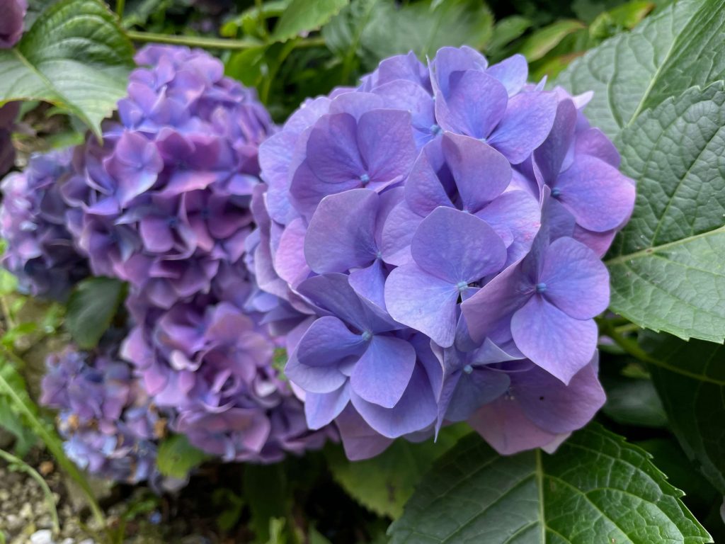 紫陽花( 2022年作) 2025.6.11 まさに💜💙🤍🩷💚💖 #紫陽花祭り #梅雨 #hydrangea