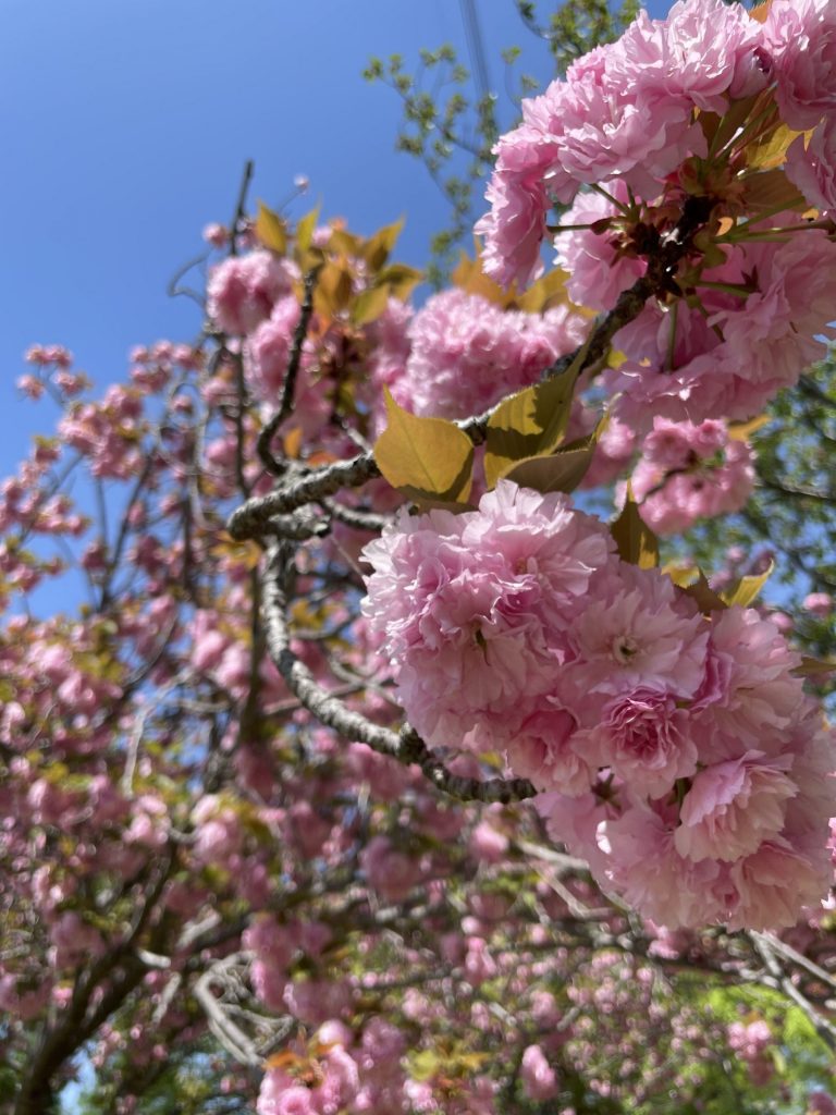 北柏ふるさと公園
