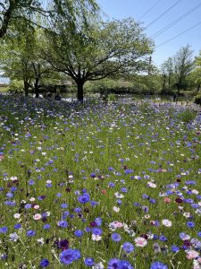 北柏ふるさと公園