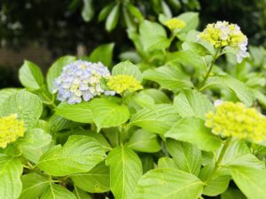 紫陽花
